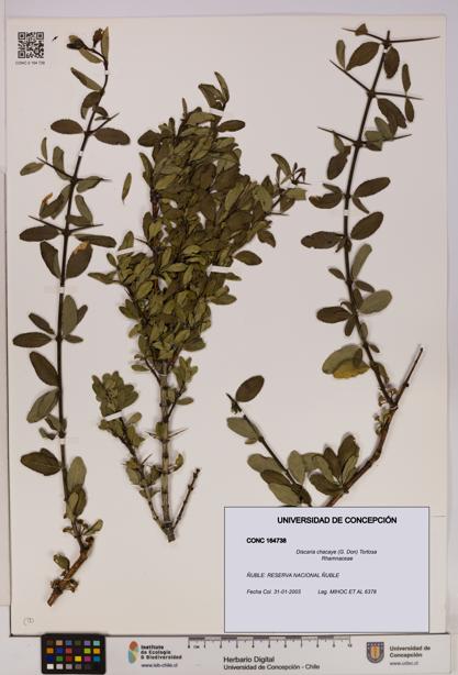 Discaria chacaye [Espécimen: UDEC:CONC:0164738]