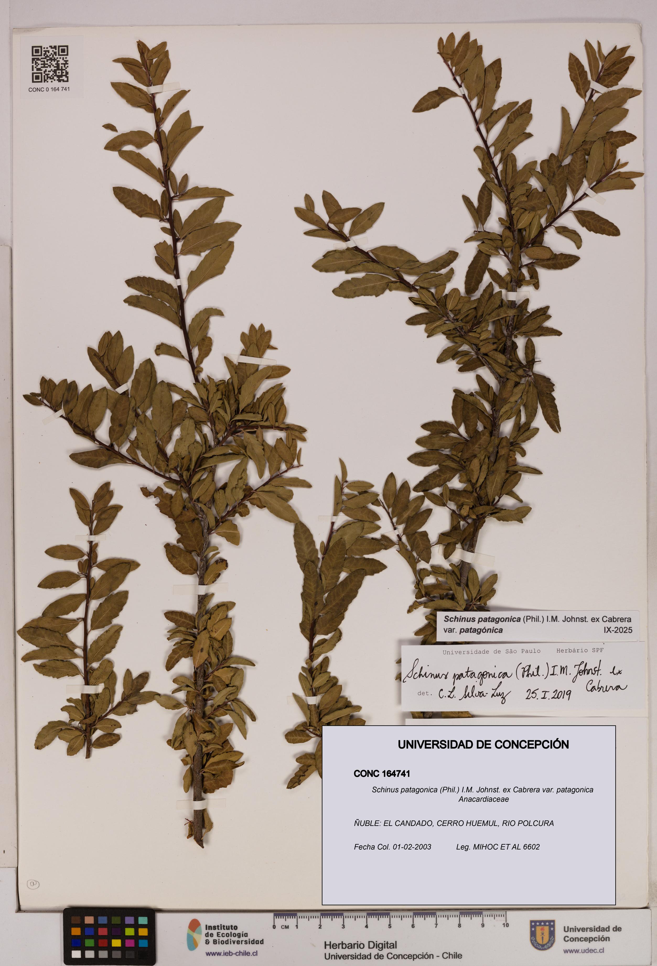Schinus patagonica [Espécimen: UDEC:CONC:0164741]