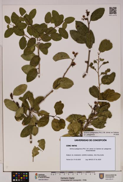 Schinus patagonica [Espécimen: UDEC:CONC:0164742]