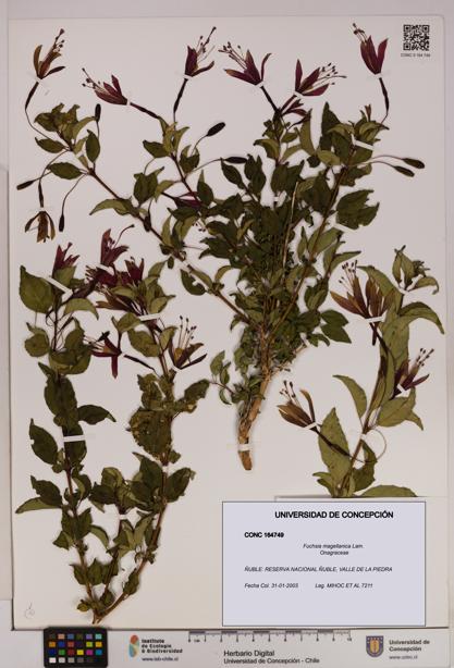 Fuchsia magellanica [Espécimen: UDEC:CONC:0164749]
