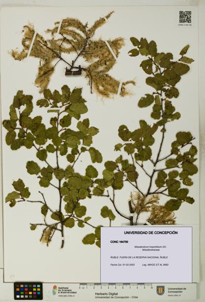 Misodendrum linearifolium [Espécimen: UDEC:CONC:0164750]