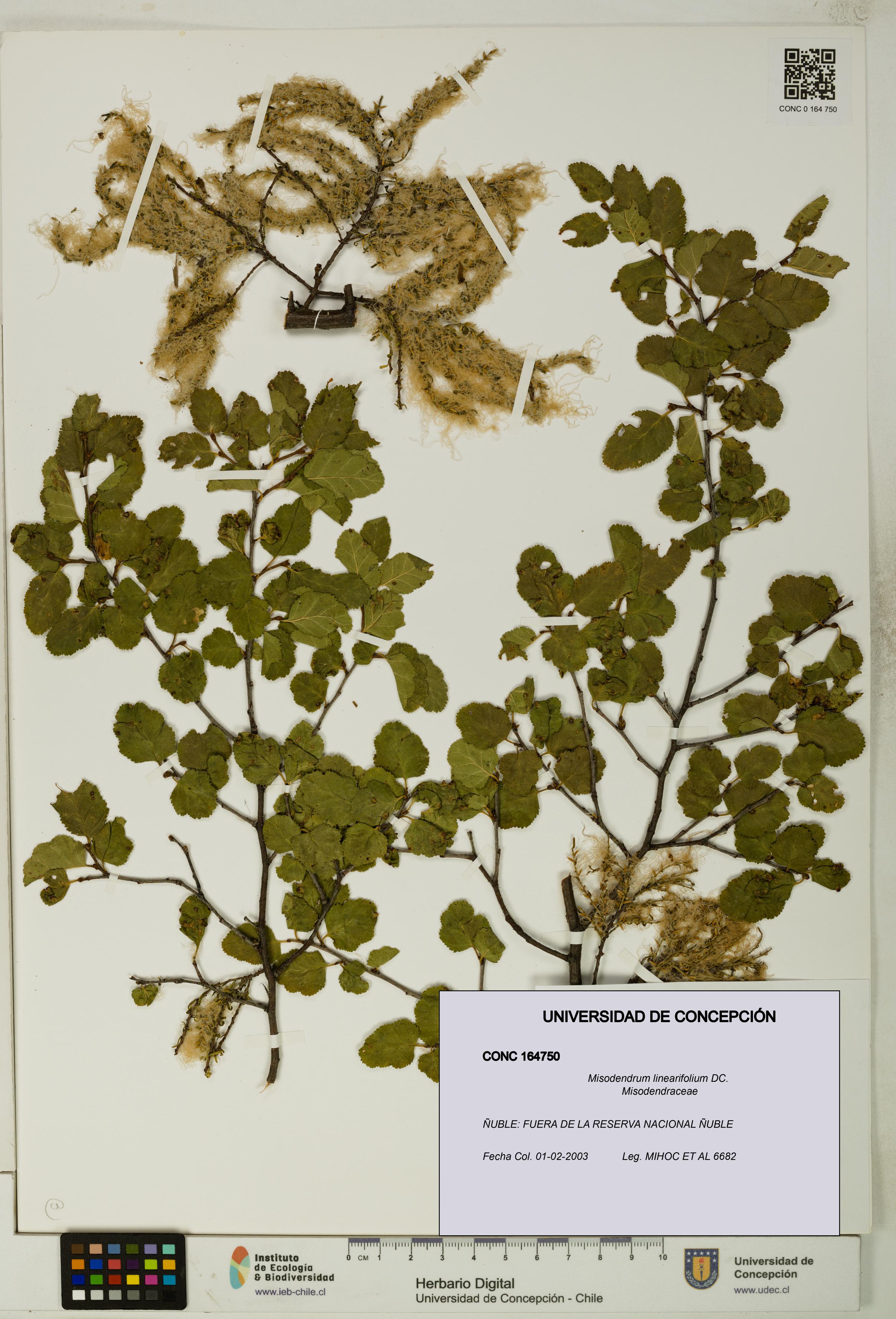 Misodendrum linearifolium [Espécimen: UDEC:CONC:0164750]