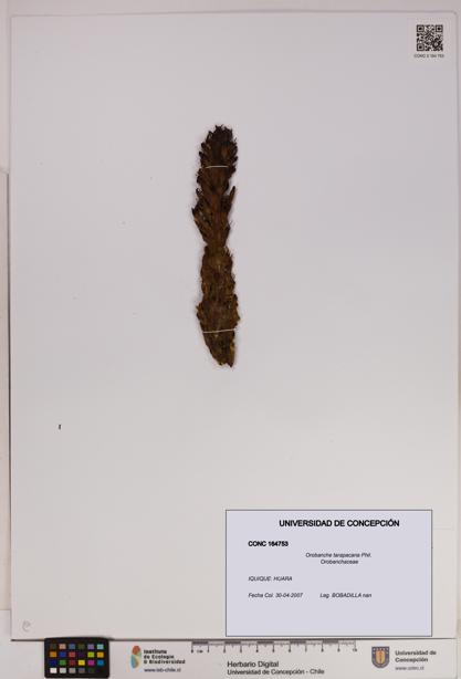 Orobanche tarapacana [Espécimen: UDEC:CONC:0164753]