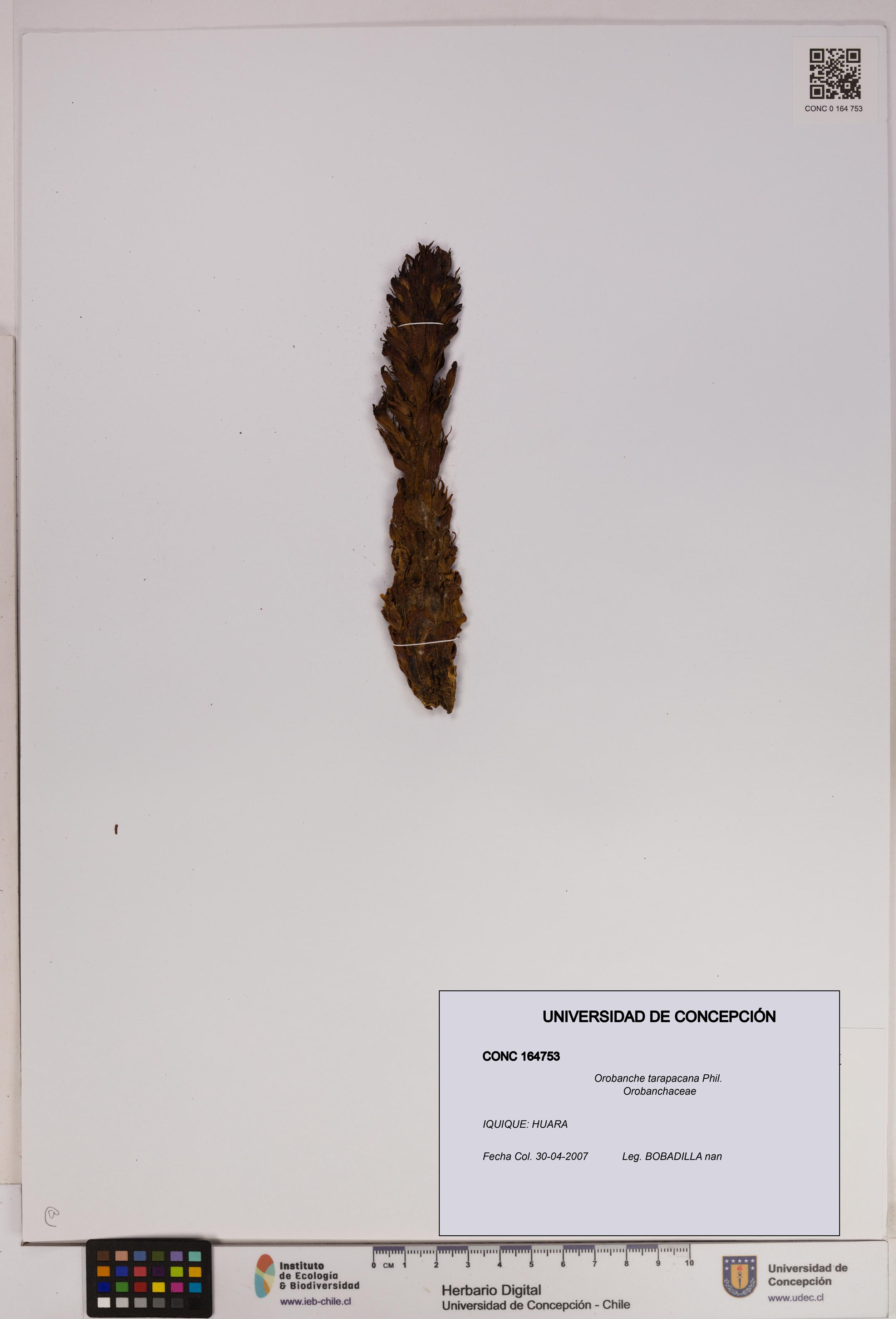 Orobanche tarapacana [Espécimen: UDEC:CONC:0164753]