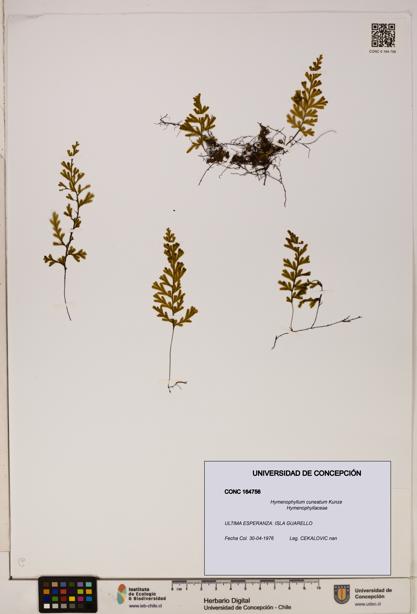 Hymenophyllum cuneatum [Espécimen: UDEC:CONC:0164756]