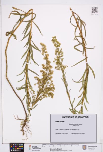 Solidago chilensis [Espécimen: ]