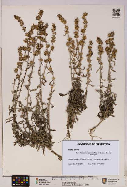 Gamochaeta simplicicaulis [Espécimen: UDEC:CONC:0164765]