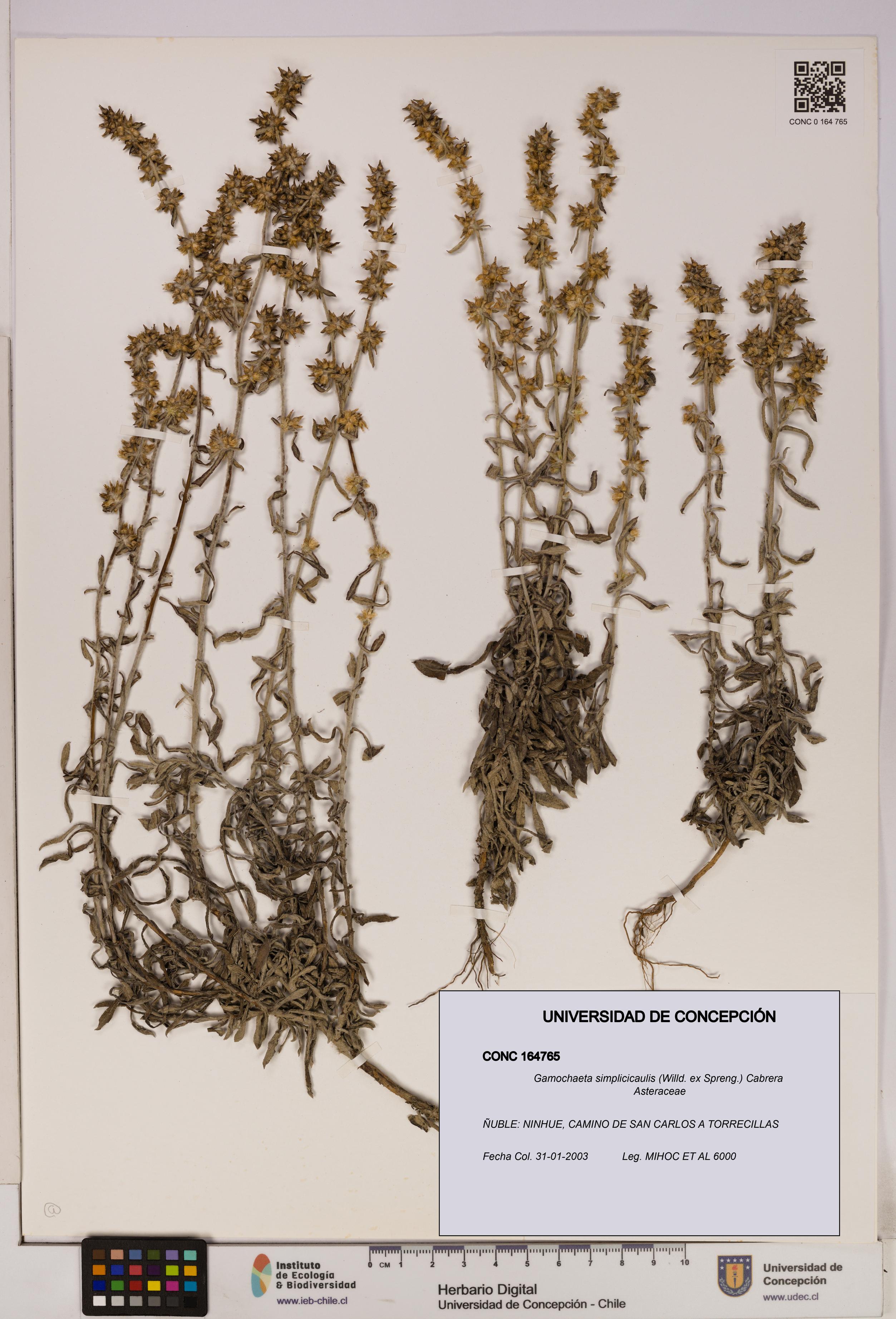 Gamochaeta simplicicaulis [Espécimen: UDEC:CONC:0164765]