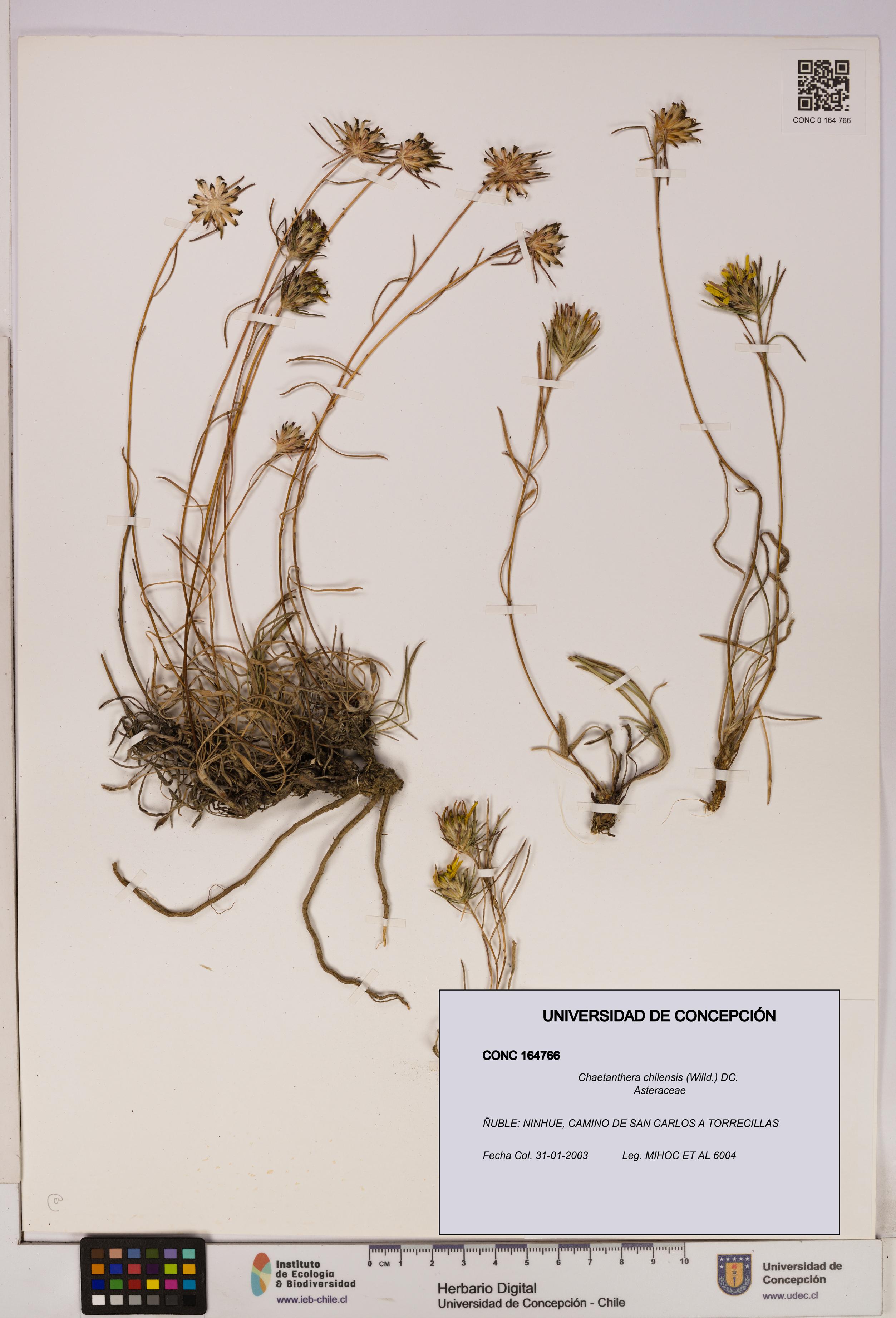 Chaetanthera chilensis [Espécimen: UDEC:CONC:0164766]