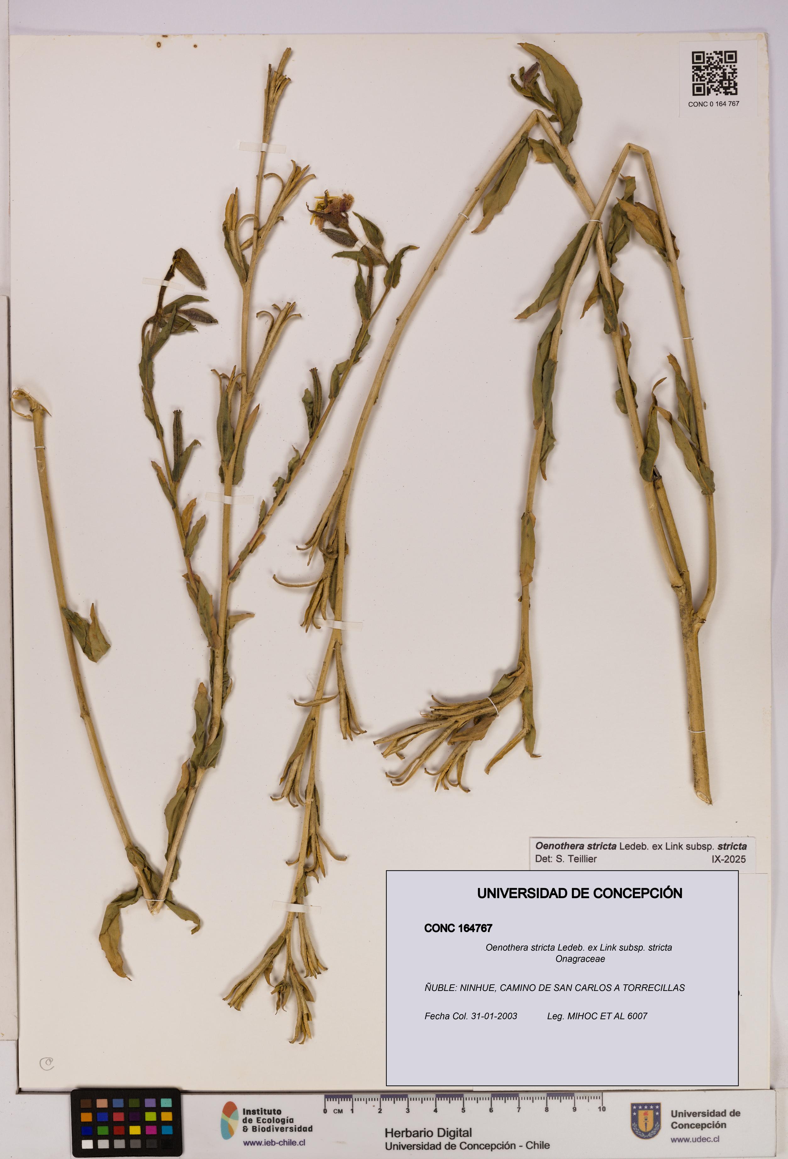 Oenothera stricta subsp. stricta [Espécimen: UDEC:CONC:0164767]