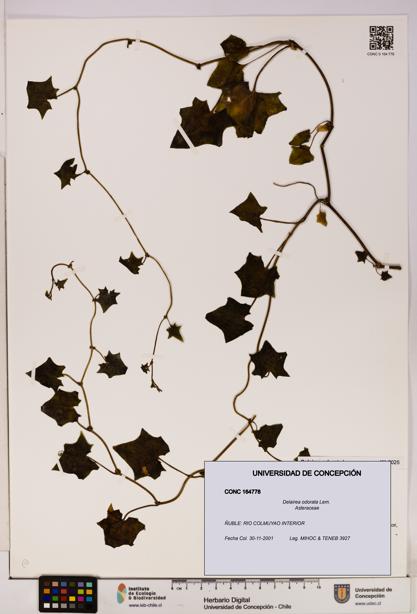 Delairea odorata [Espécimen: UDEC:CONC:0164778]