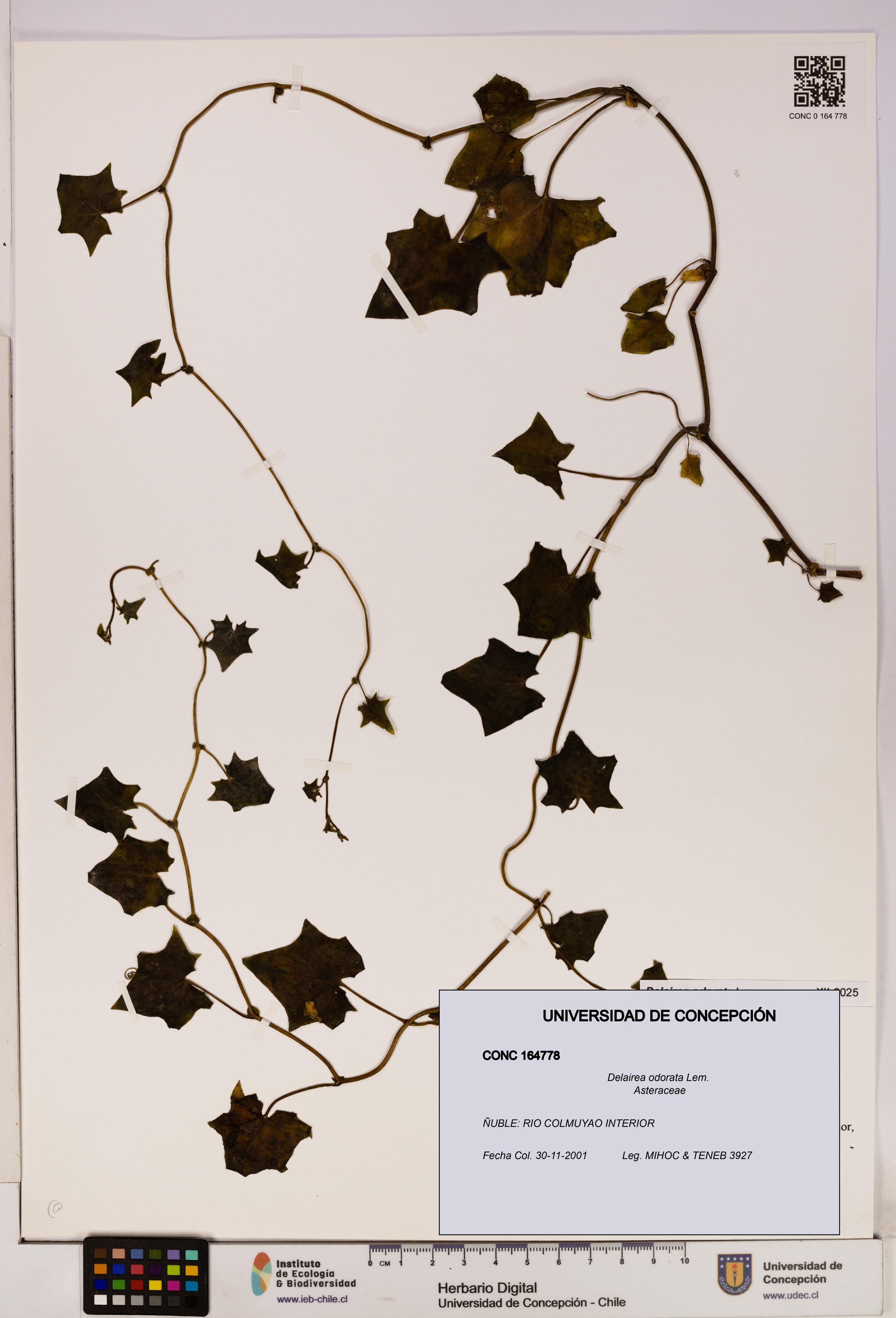Delairea odorata [Espécimen: UDEC:CONC:0164778]