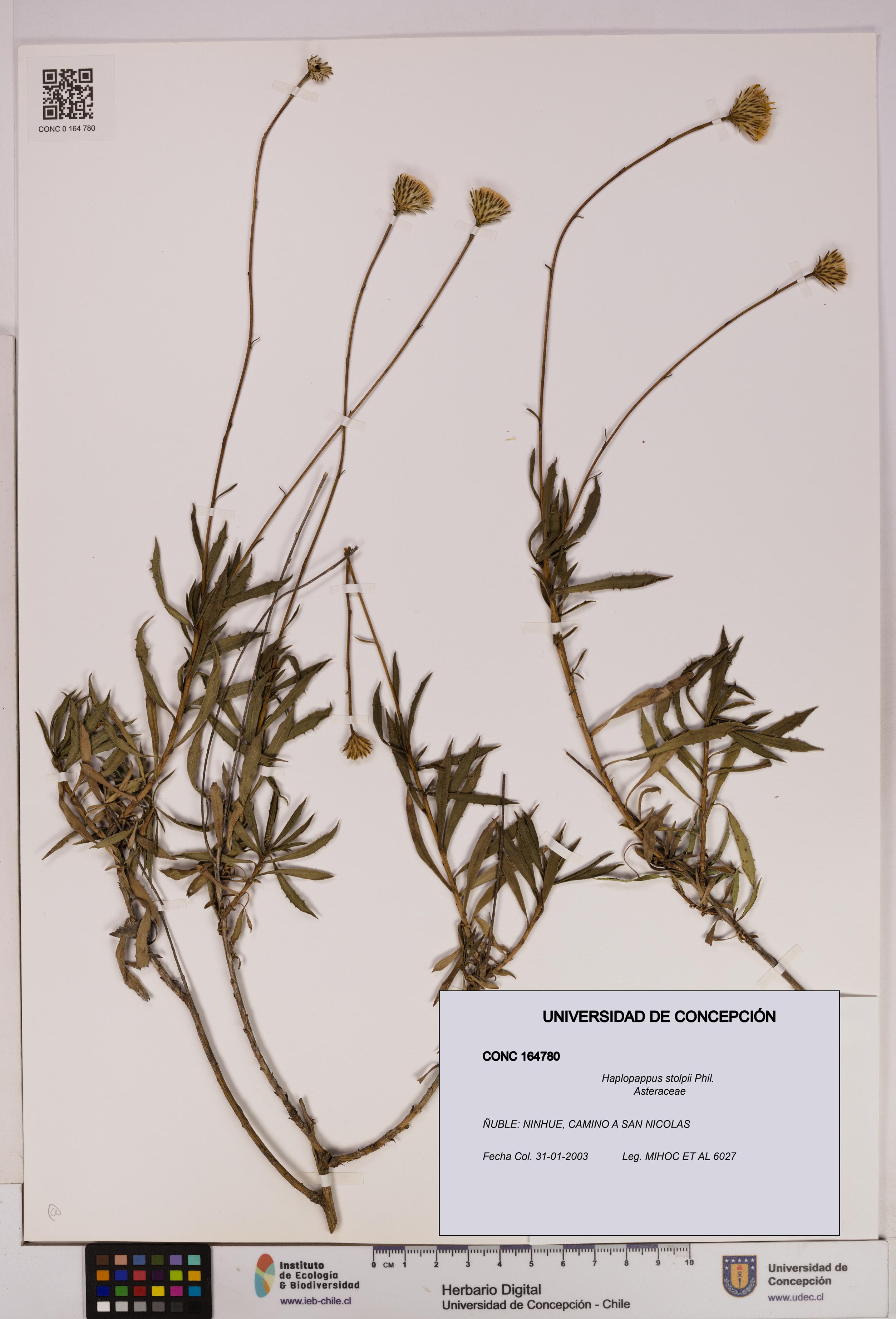 Haplopappus stolpii [Espécimen: UDEC:CONC:0164780]