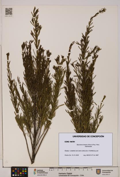 Baccharis linearis [Espécimen: UDEC:CONC:0164781]