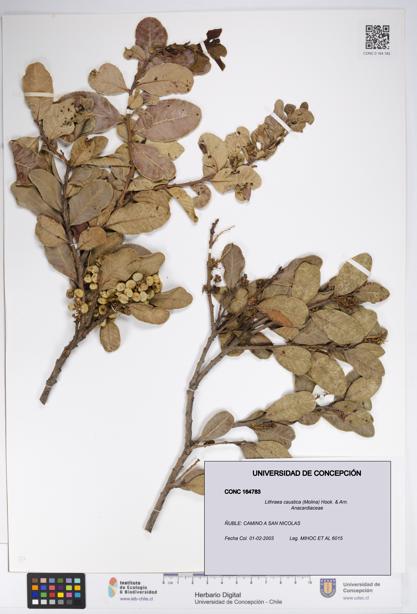 Lithraea caustica [Espécimen: UDEC:CONC:0164783]