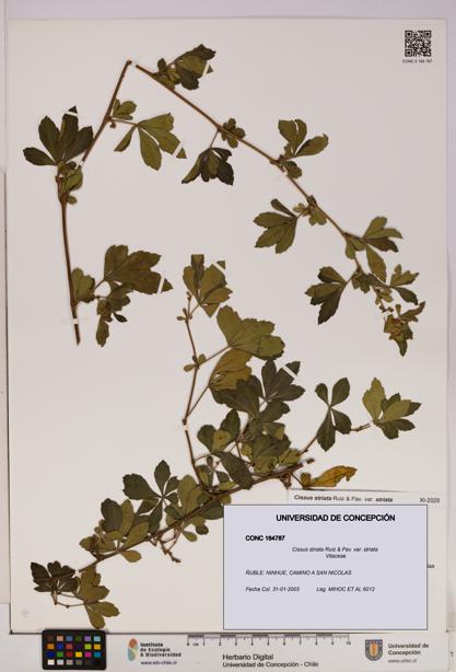 Cissus striata var. striata [Espécimen: UDEC:CONC:0164787]