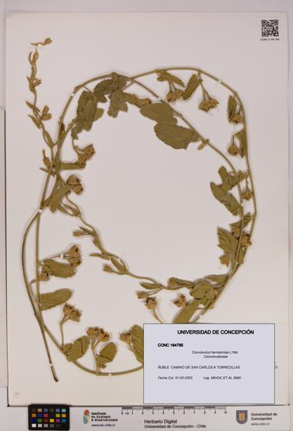Convolvulus hermanniae [Espécimen: UDEC:CONC:0164795]