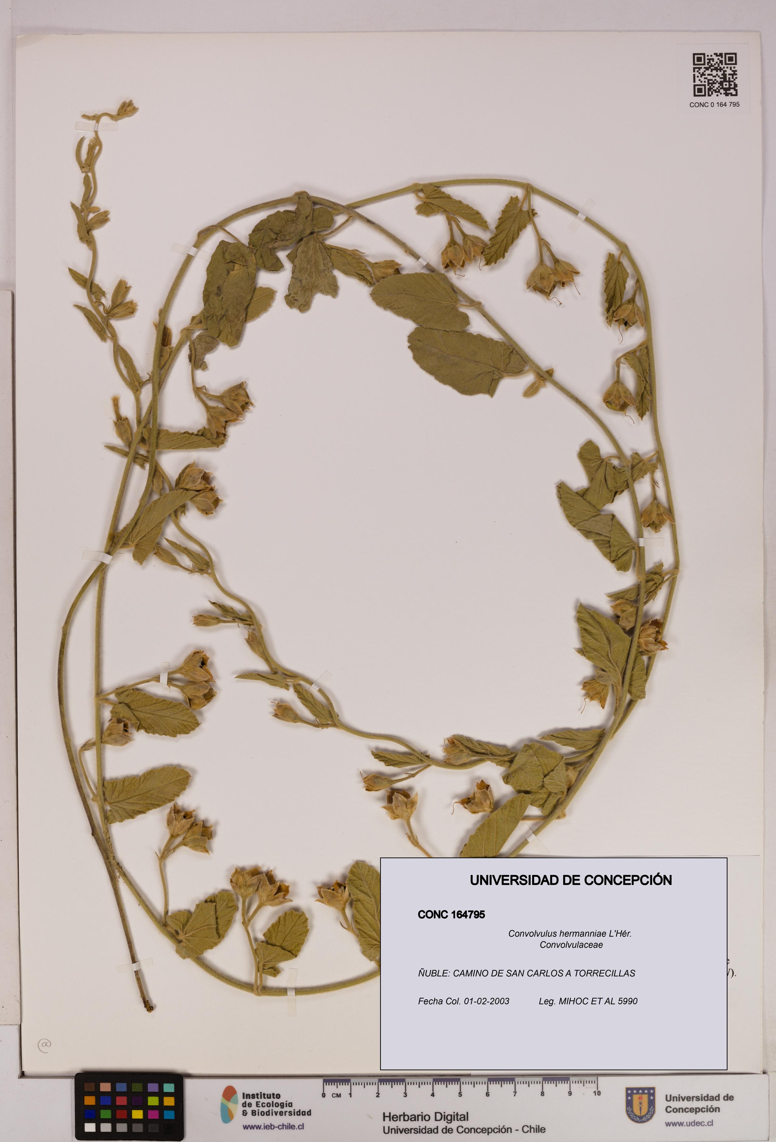 Convolvulus hermanniae [Espécimen: UDEC:CONC:0164795]