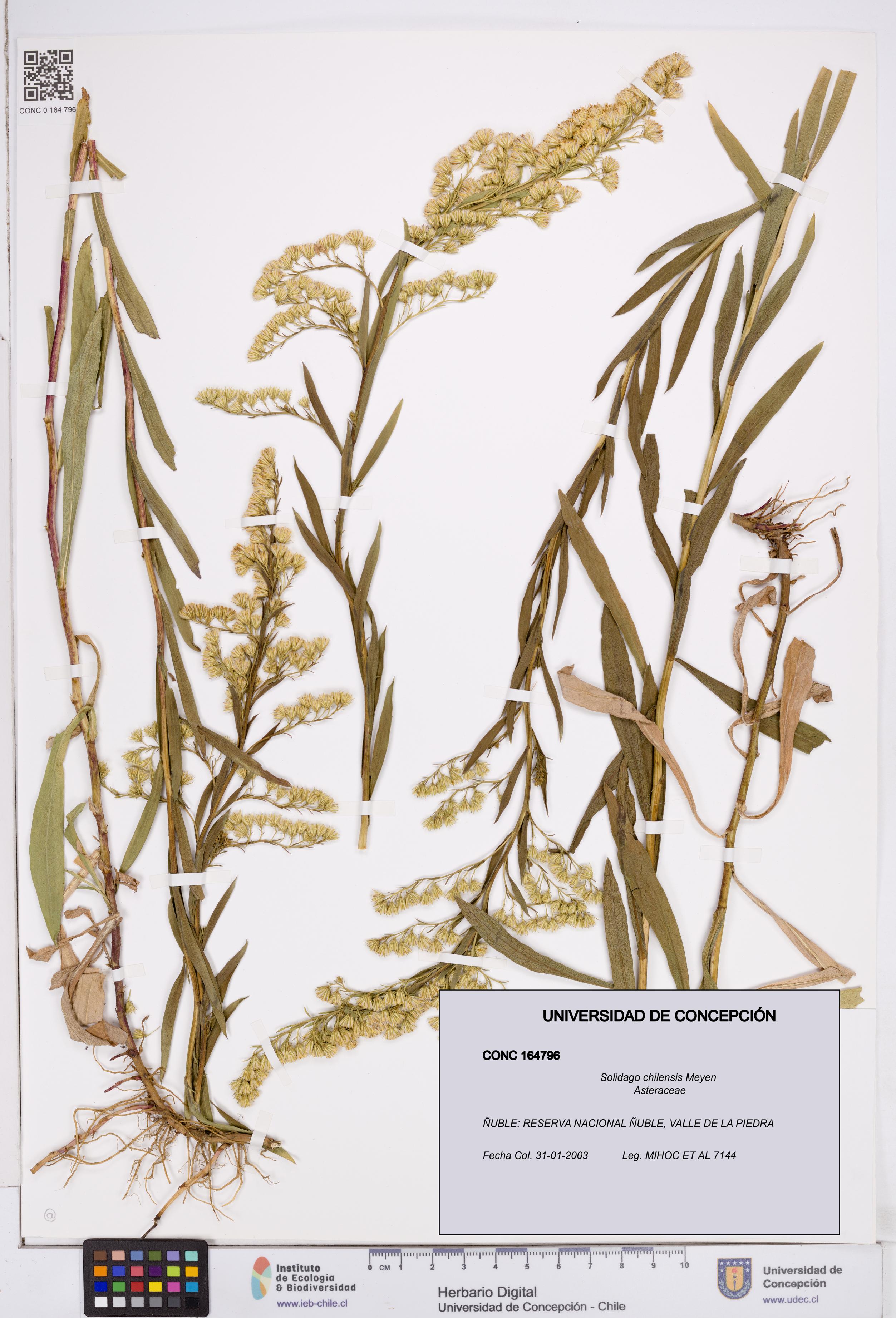 Solidago chilensis [Espécimen: ]