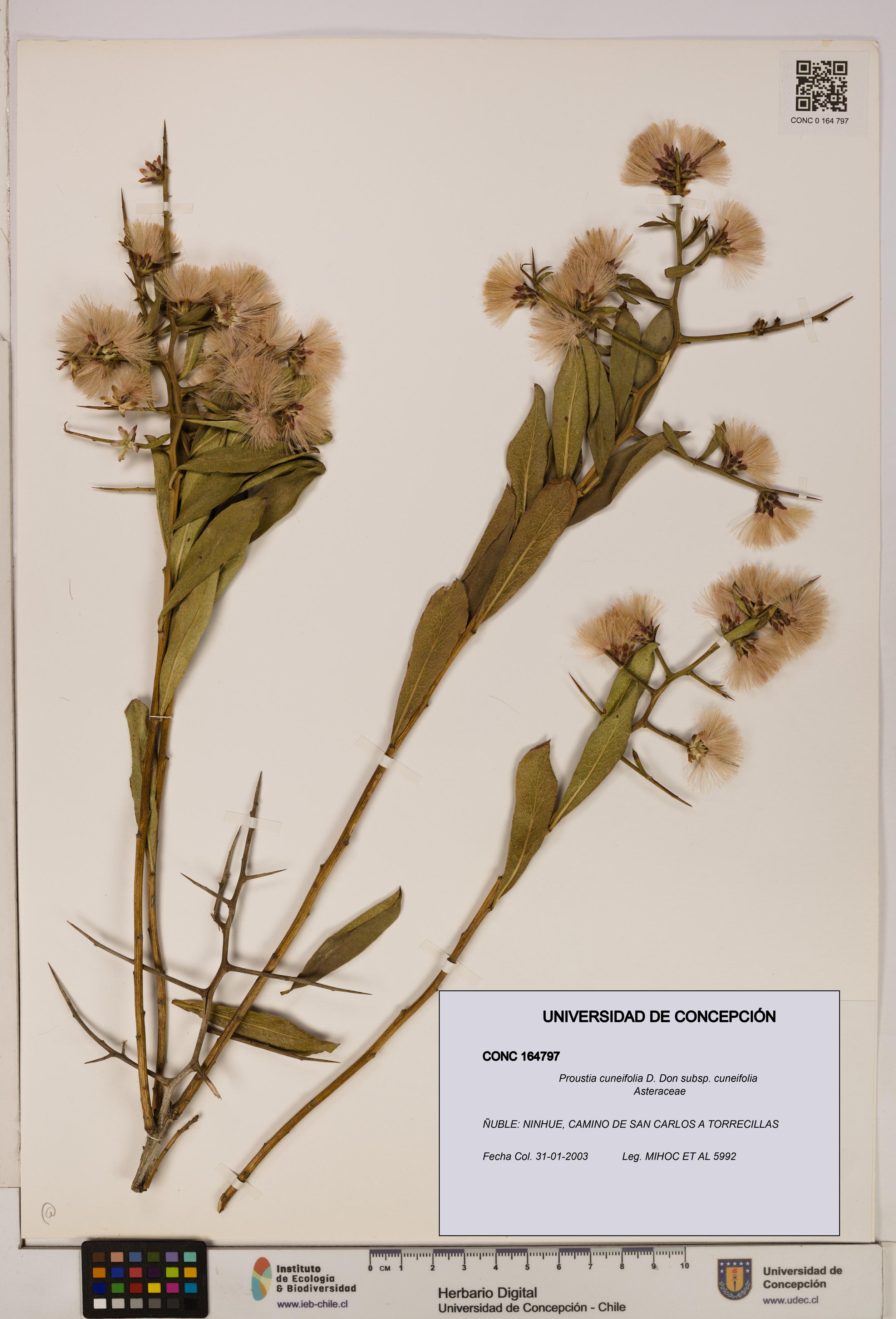 Proustia cuneifolia subsp. cuneifolia [Espécimen: UDEC:CONC:0164797]