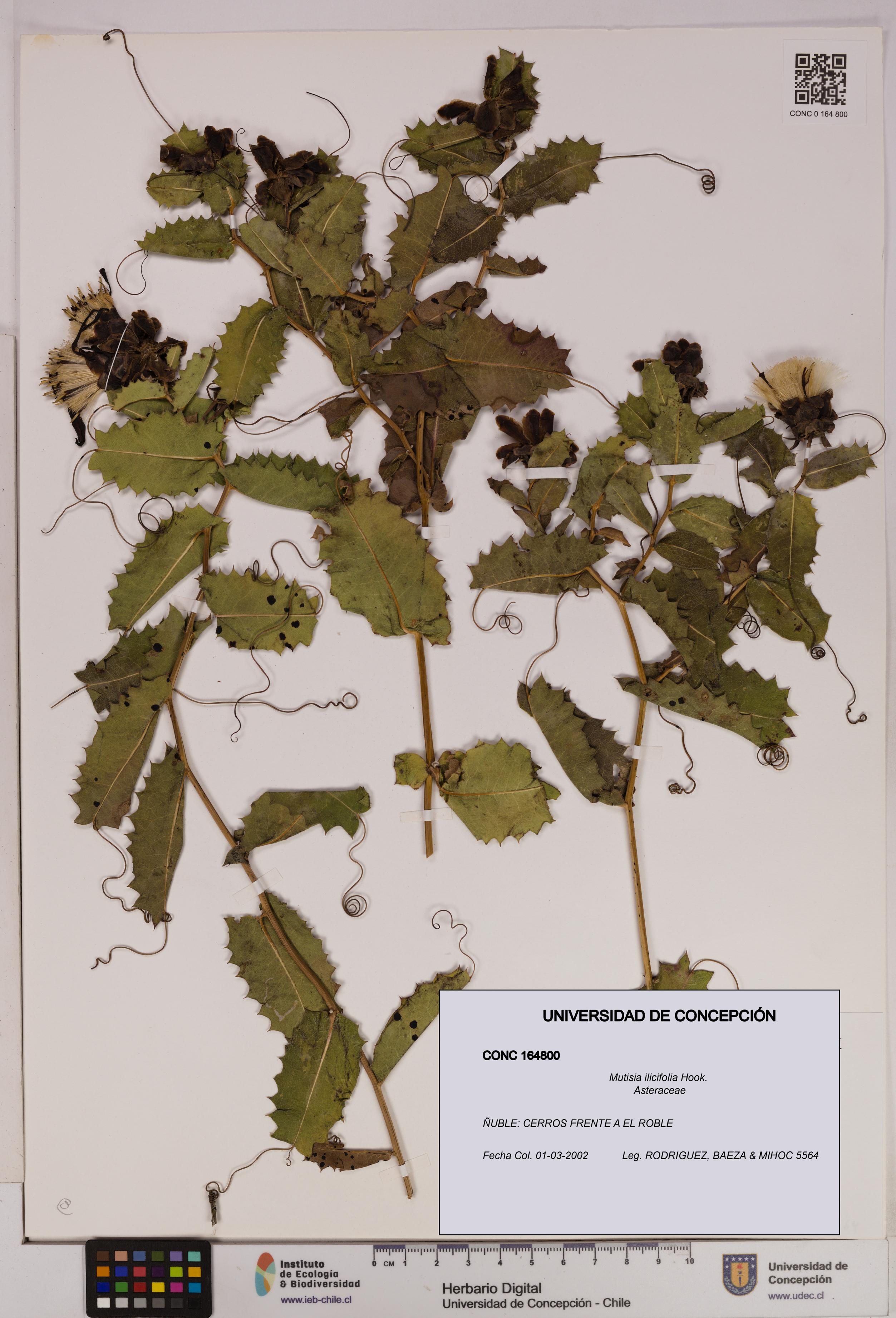 Mutisia ilicifolia [Espécimen: UDEC:CONC:0164800]