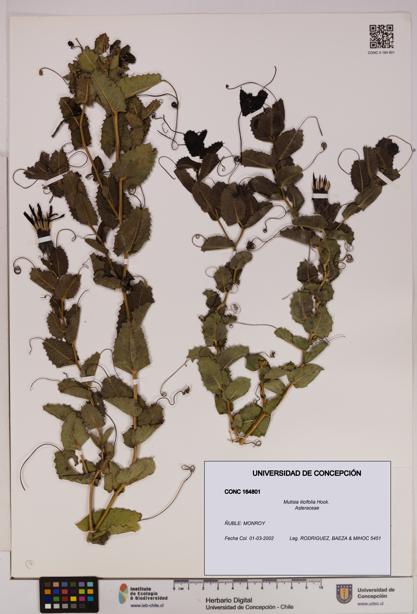 Mutisia ilicifolia [Espécimen: UDEC:CONC:0164801]