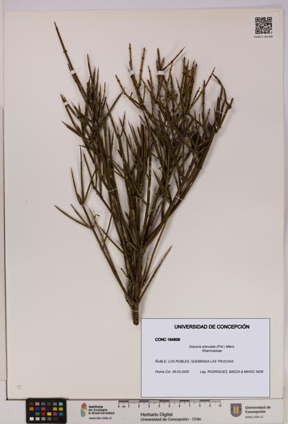 Discaria articulata [Espécimen: UDEC:CONC:0164808]