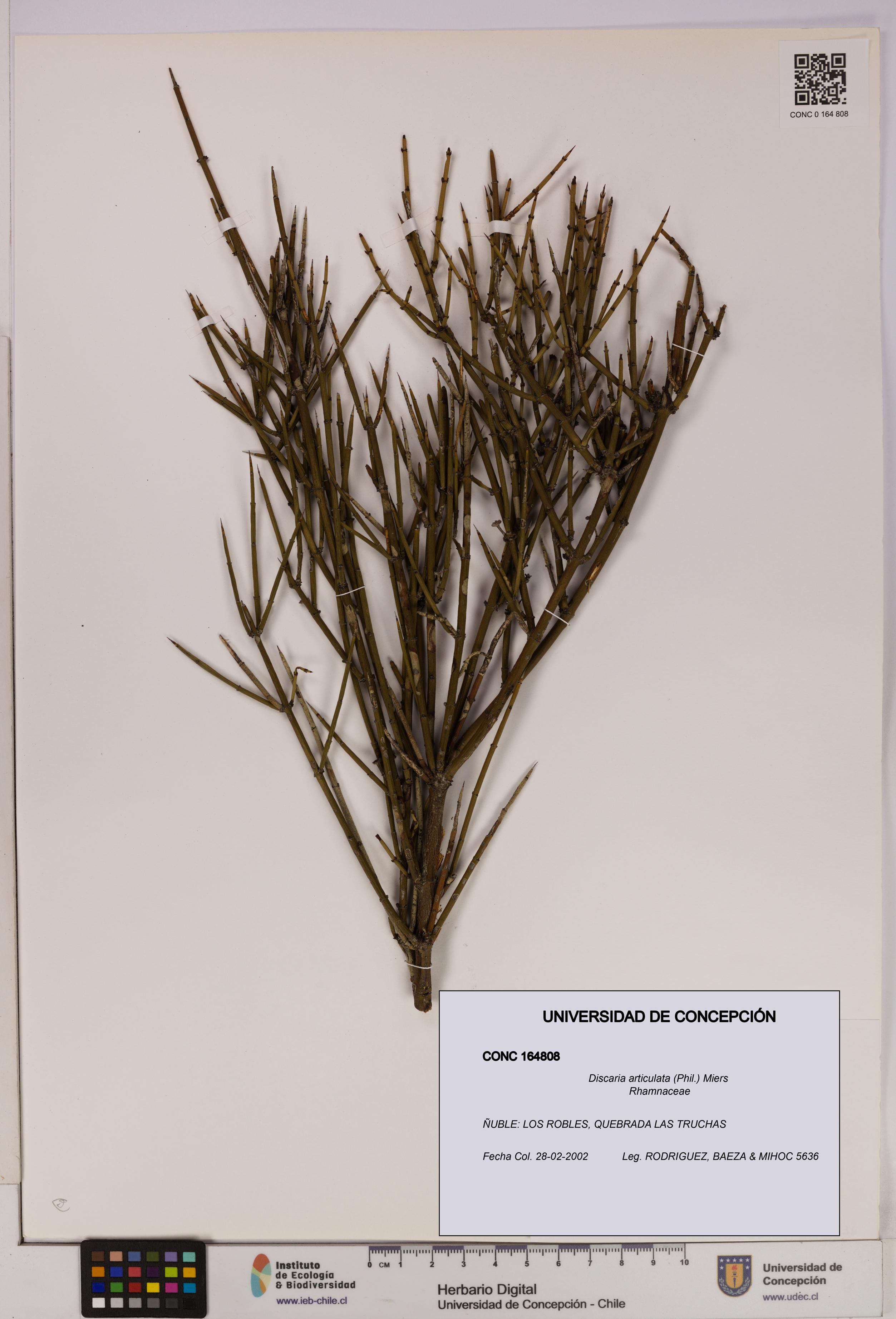 Discaria articulata [Espécimen: UDEC:CONC:0164808]