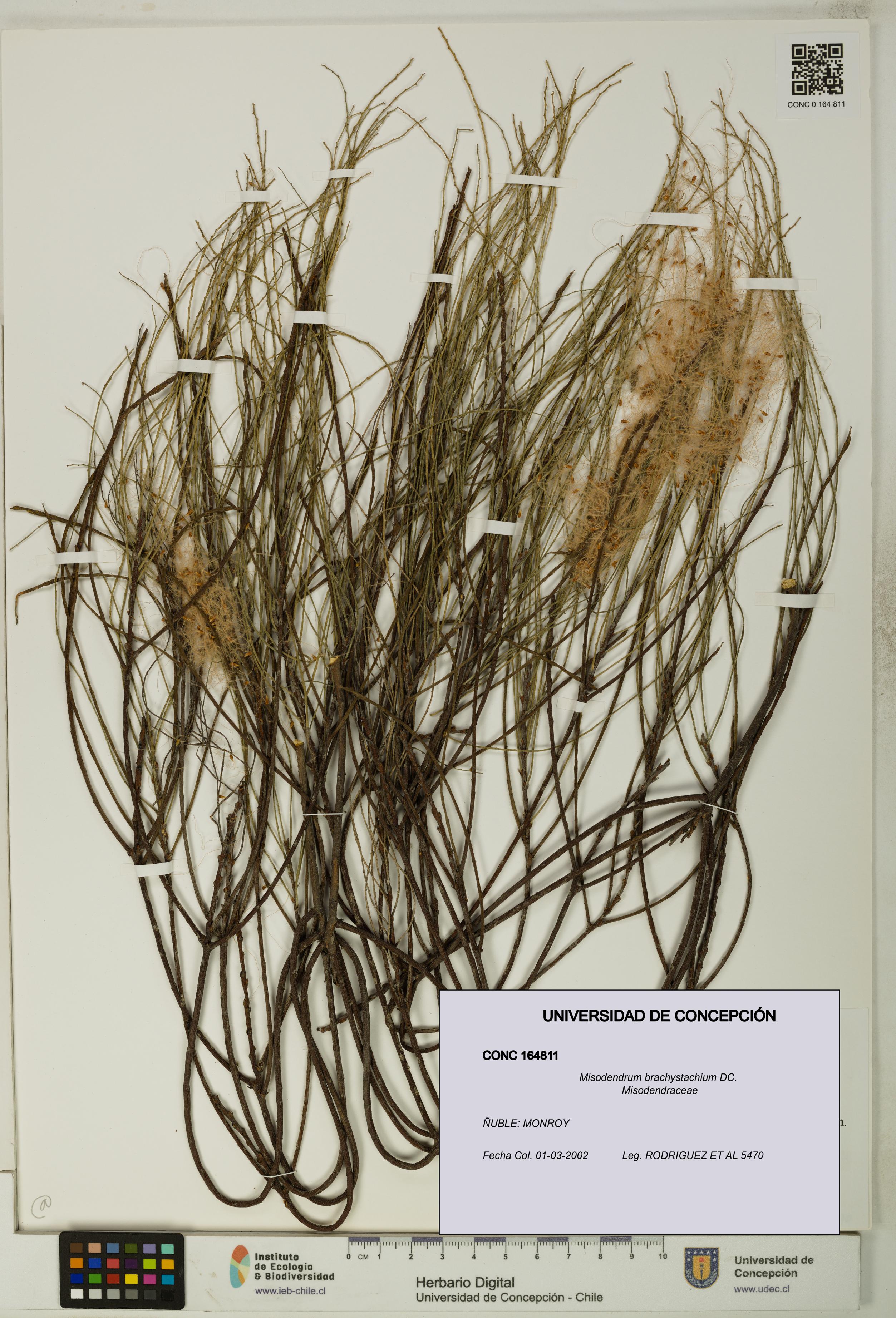 Misodendrum brachystachium [Espécimen: UDEC:CONC:0164811]
