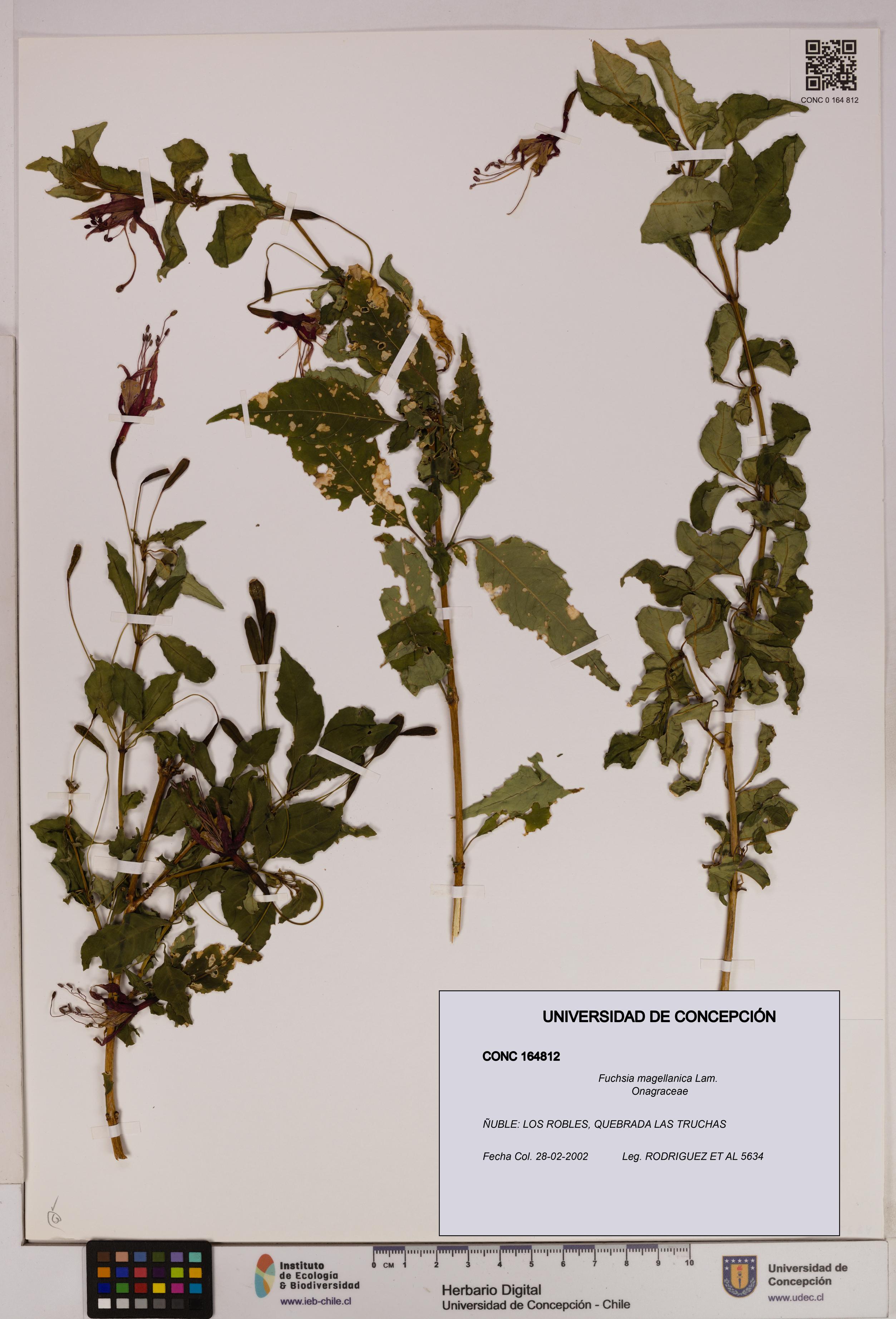 Fuchsia magellanica [Espécimen: UDEC:CONC:0164812]