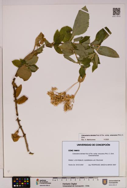 Calceolaria dentata subsp. araucana [Espécimen: UDEC:CONC:0164813]