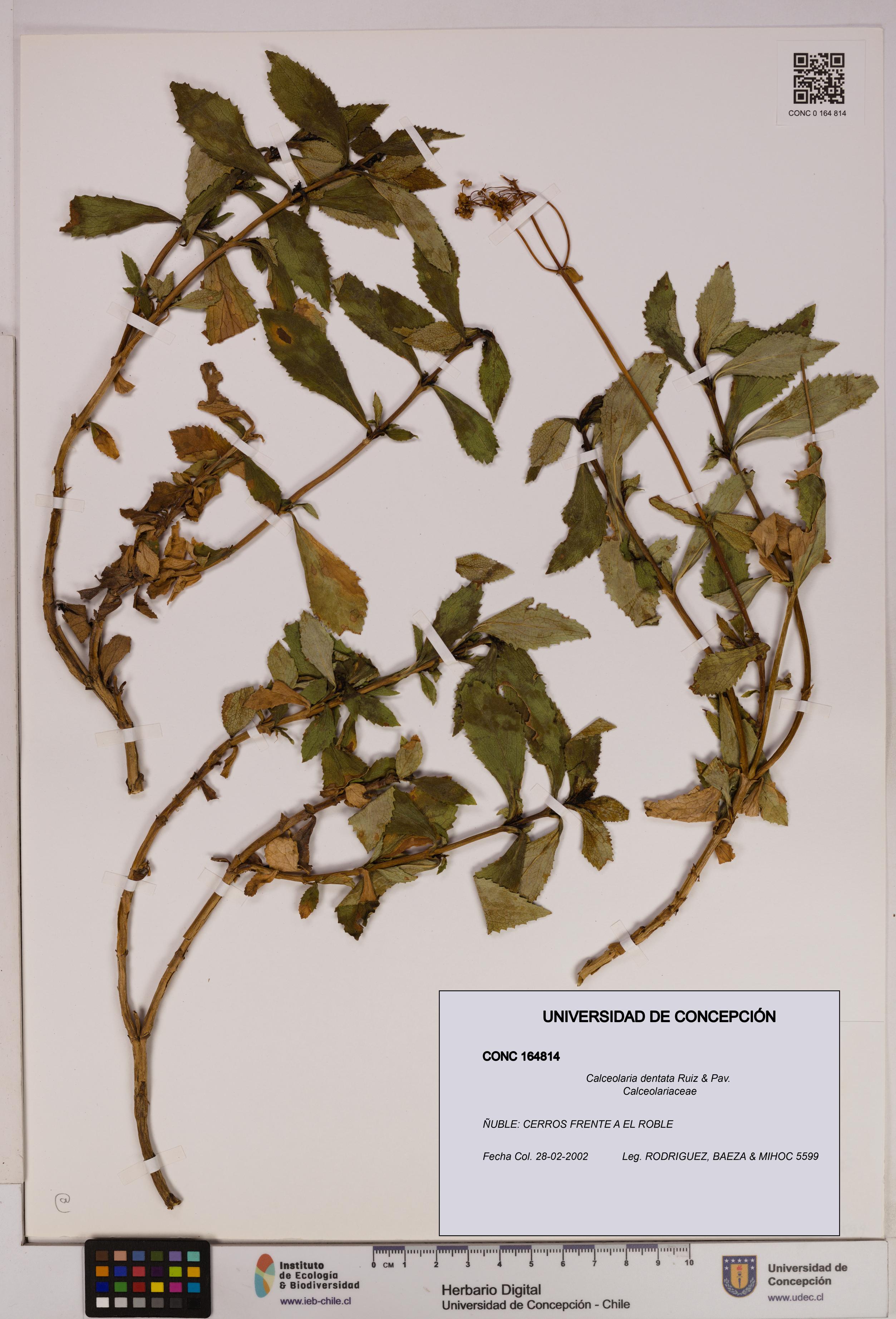 Calceolaria dentata [Espécimen: UDEC:CONC:0164814]