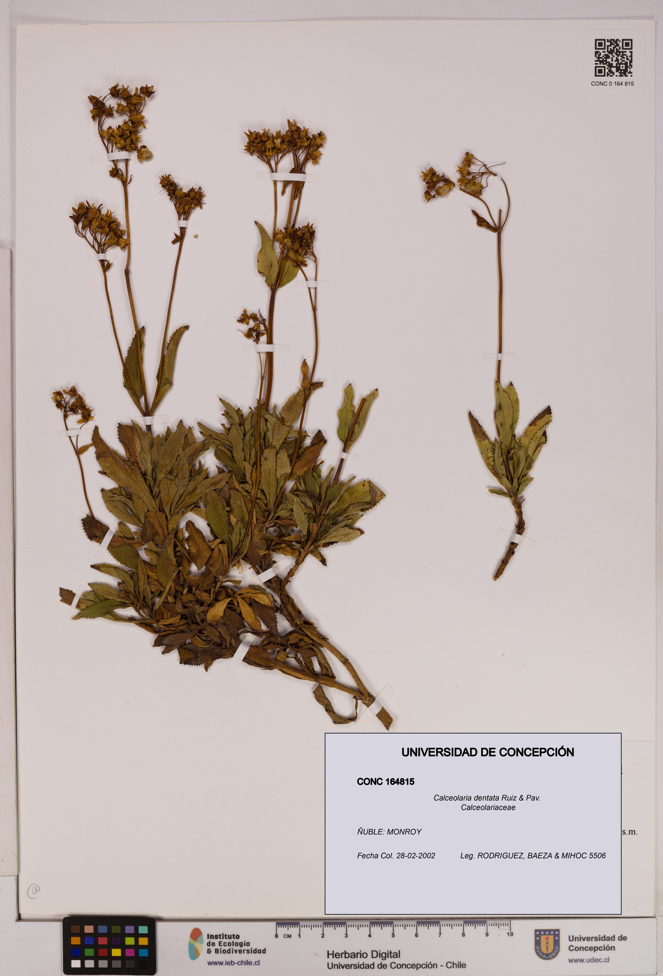 Calceolaria dentata [Espécimen: UDEC:CONC:0164815]