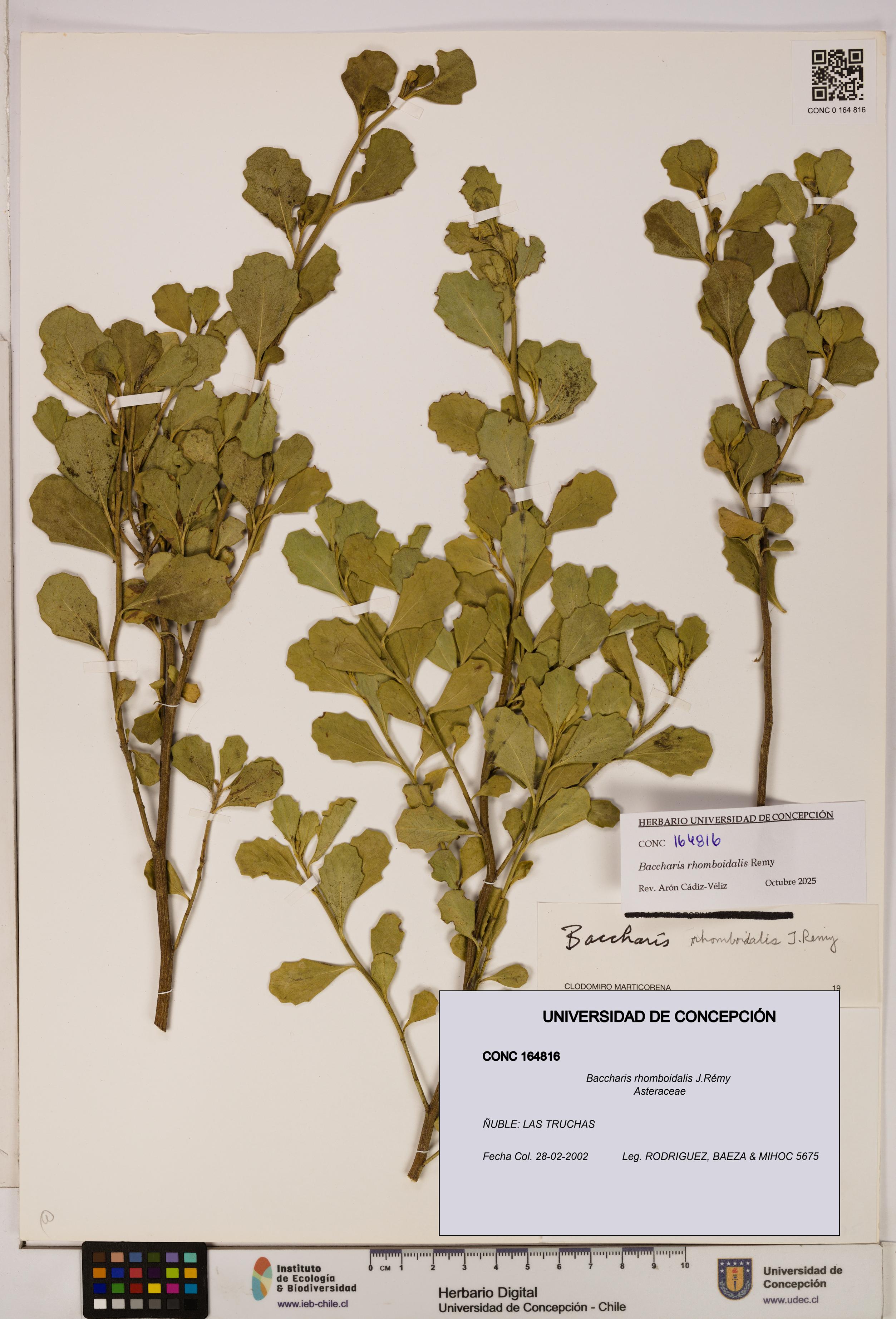 Baccharis rhomboidalis [Espécimen: UDEC:CONC:0164816]
