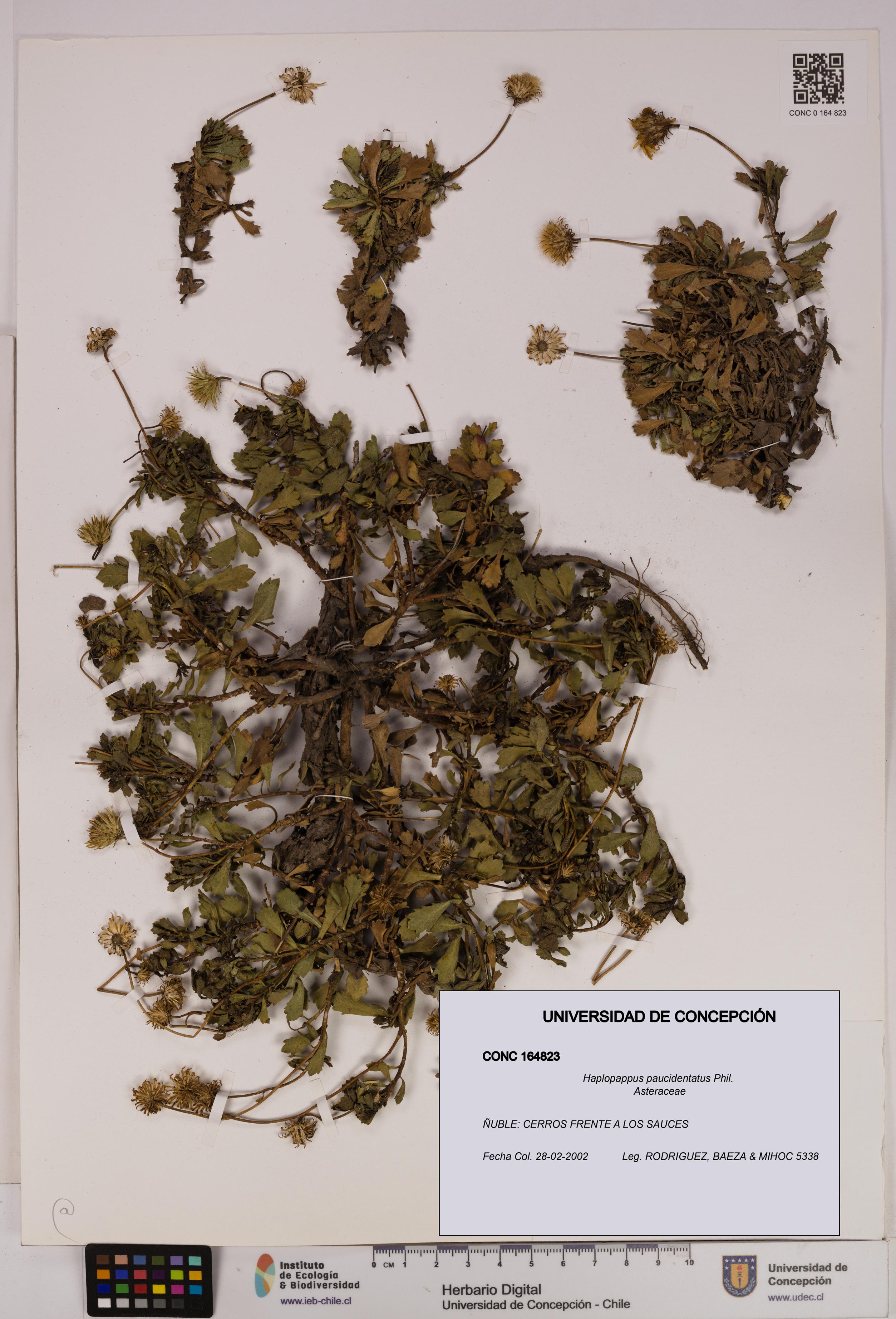 Haplopappus paucidentatus [Espécimen: UDEC:CONC:0164823]