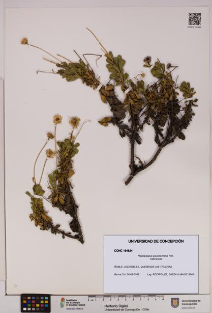 Haplopappus paucidentatus [Espécimen: UDEC:CONC:0164824]