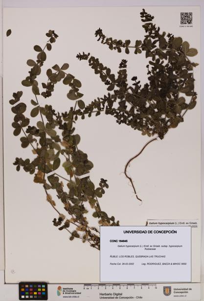 Galium hypocarpium subsp. hypocarpium [Espécimen: UDEC:CONC:0164845]