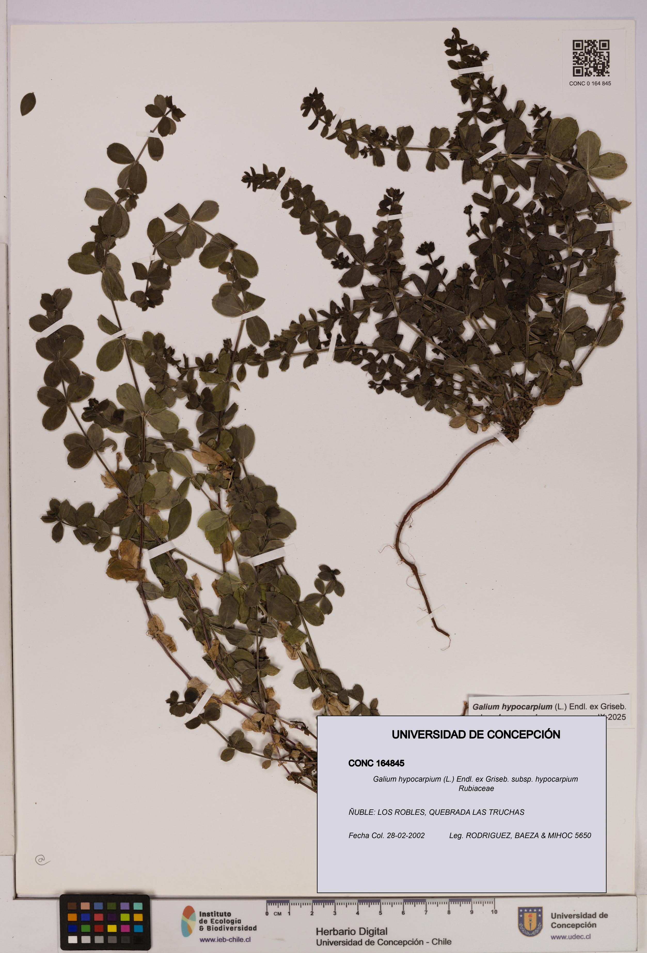 Galium hypocarpium subsp. hypocarpium [Espécimen: UDEC:CONC:0164845]