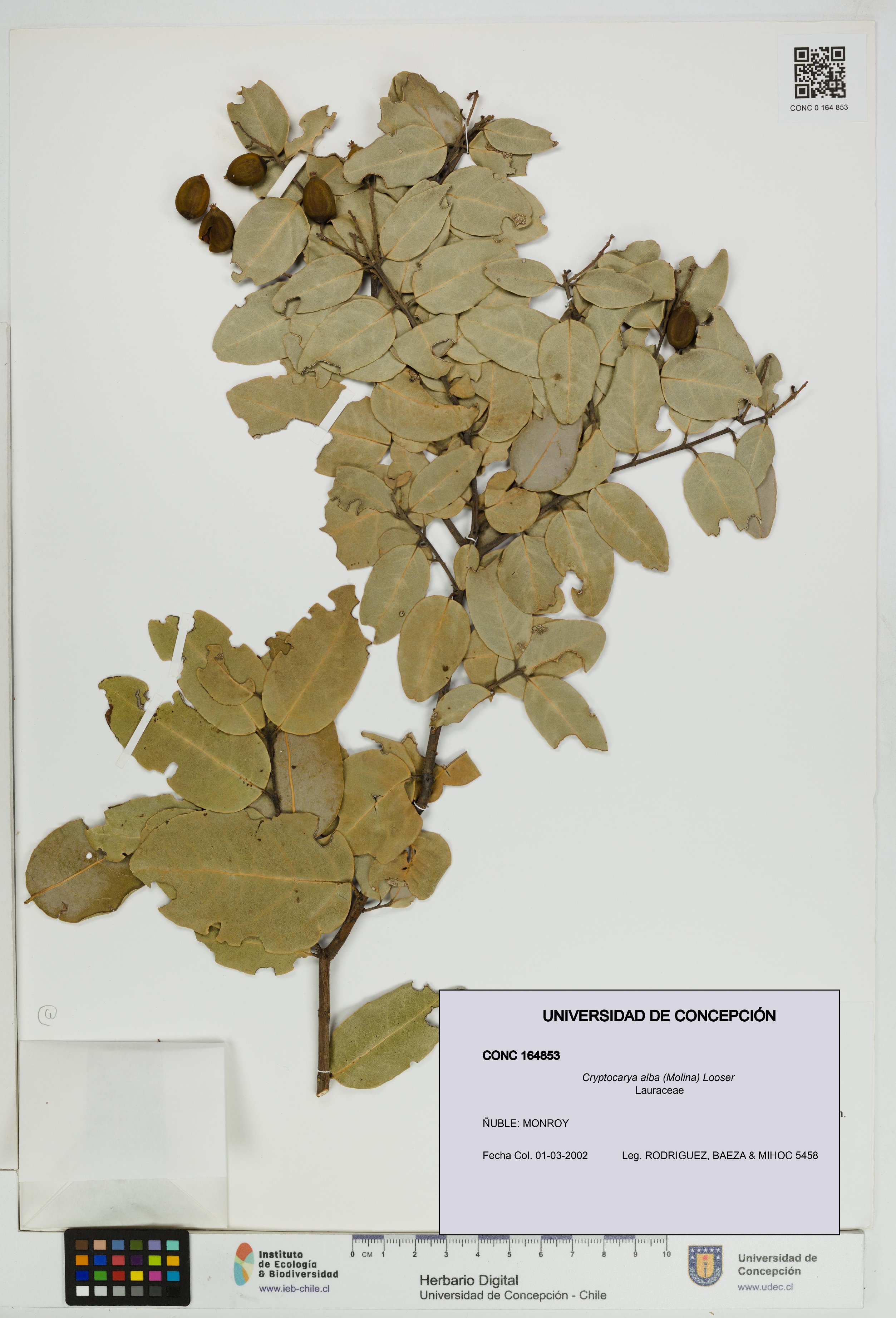 Cryptocarya alba [Espécimen: UDEC:CONC:0164853]