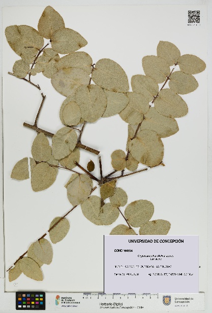 Cryptocarya alba [Espécimen: UDEC:CONC:0164854]