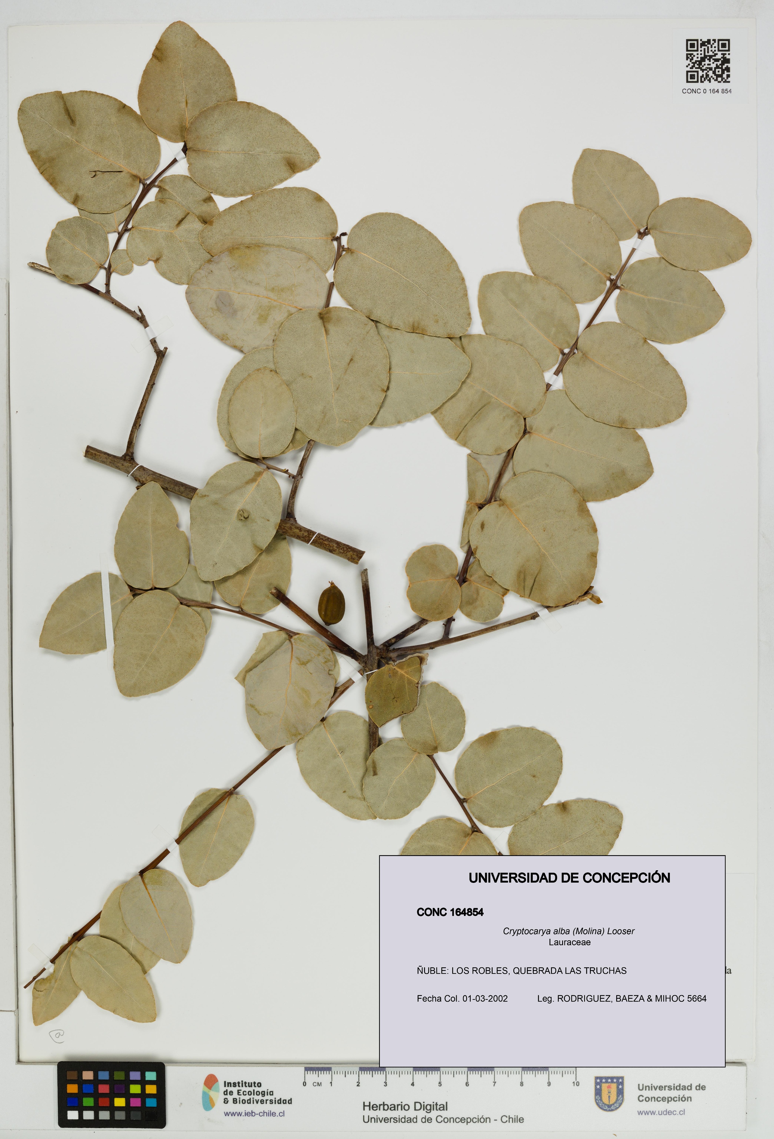 Cryptocarya alba [Espécimen: UDEC:CONC:0164854]