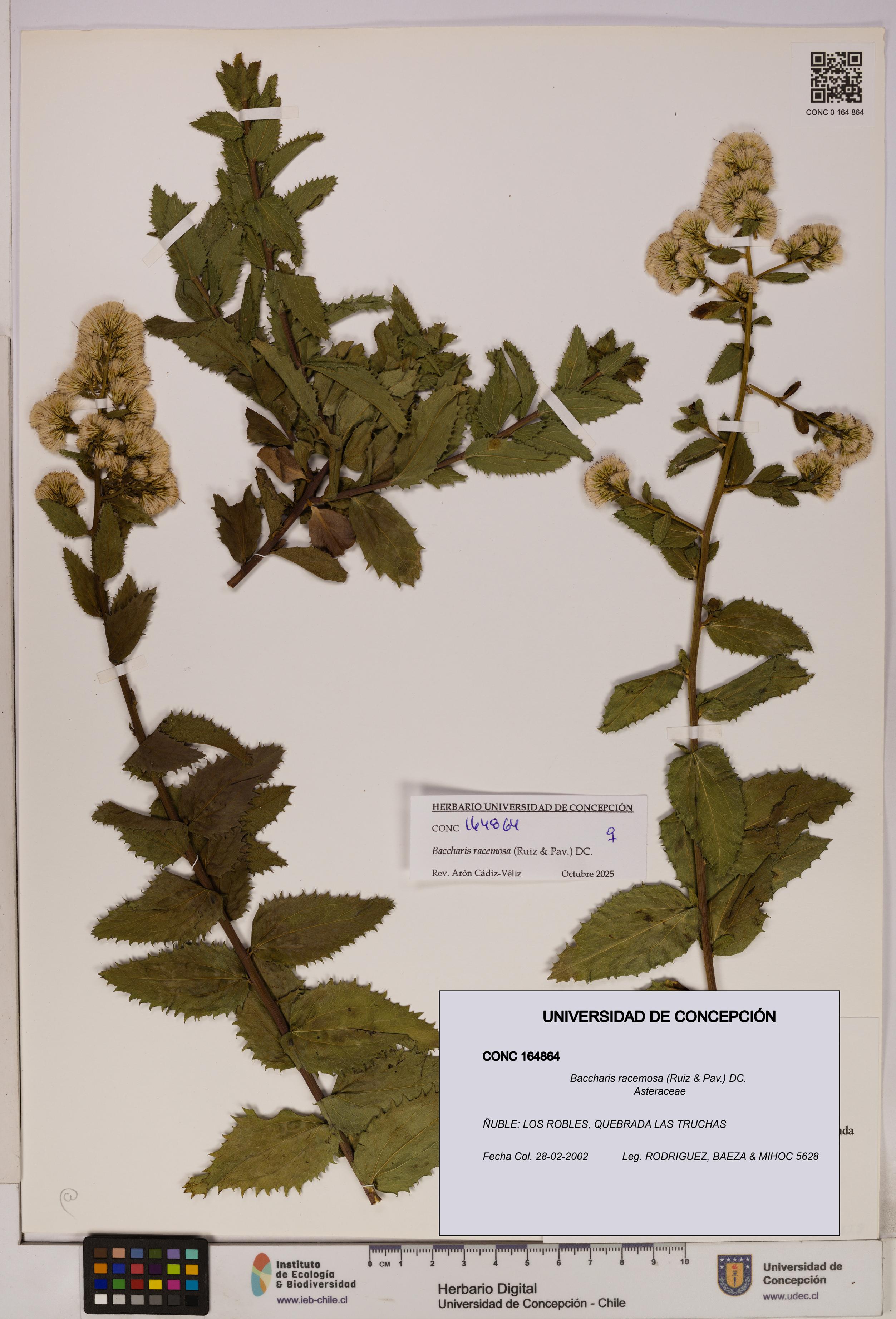 Baccharis racemosa [Espécimen: UDEC:CONC:0164864]