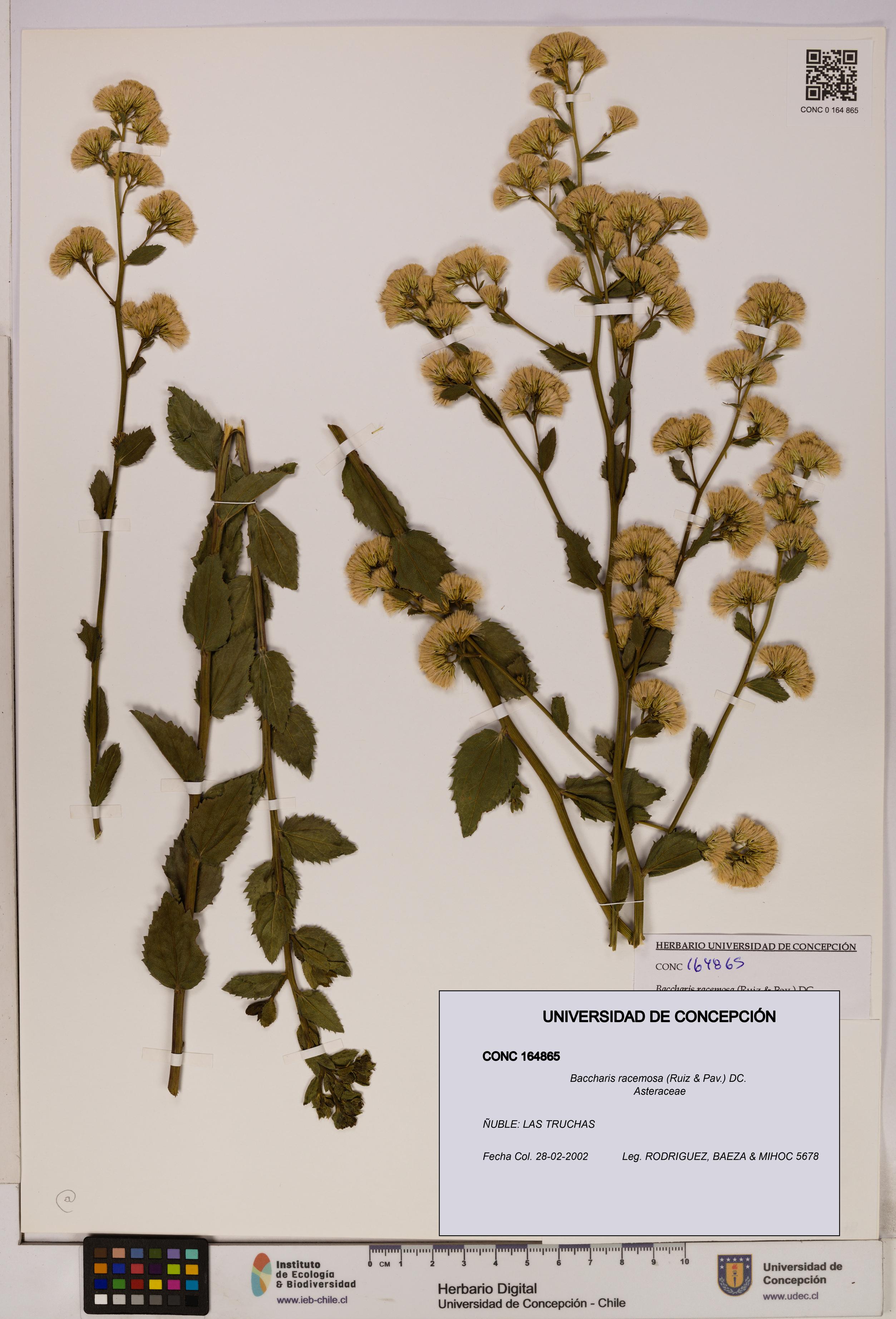 Baccharis racemosa [Espécimen: UDEC:CONC:0164865]