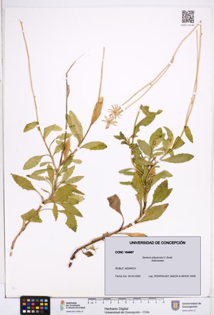 Senecio pilquensis [Espécimen: ]