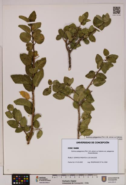 Schinus patagonica [Espécimen: UDEC:CONC:0164869]