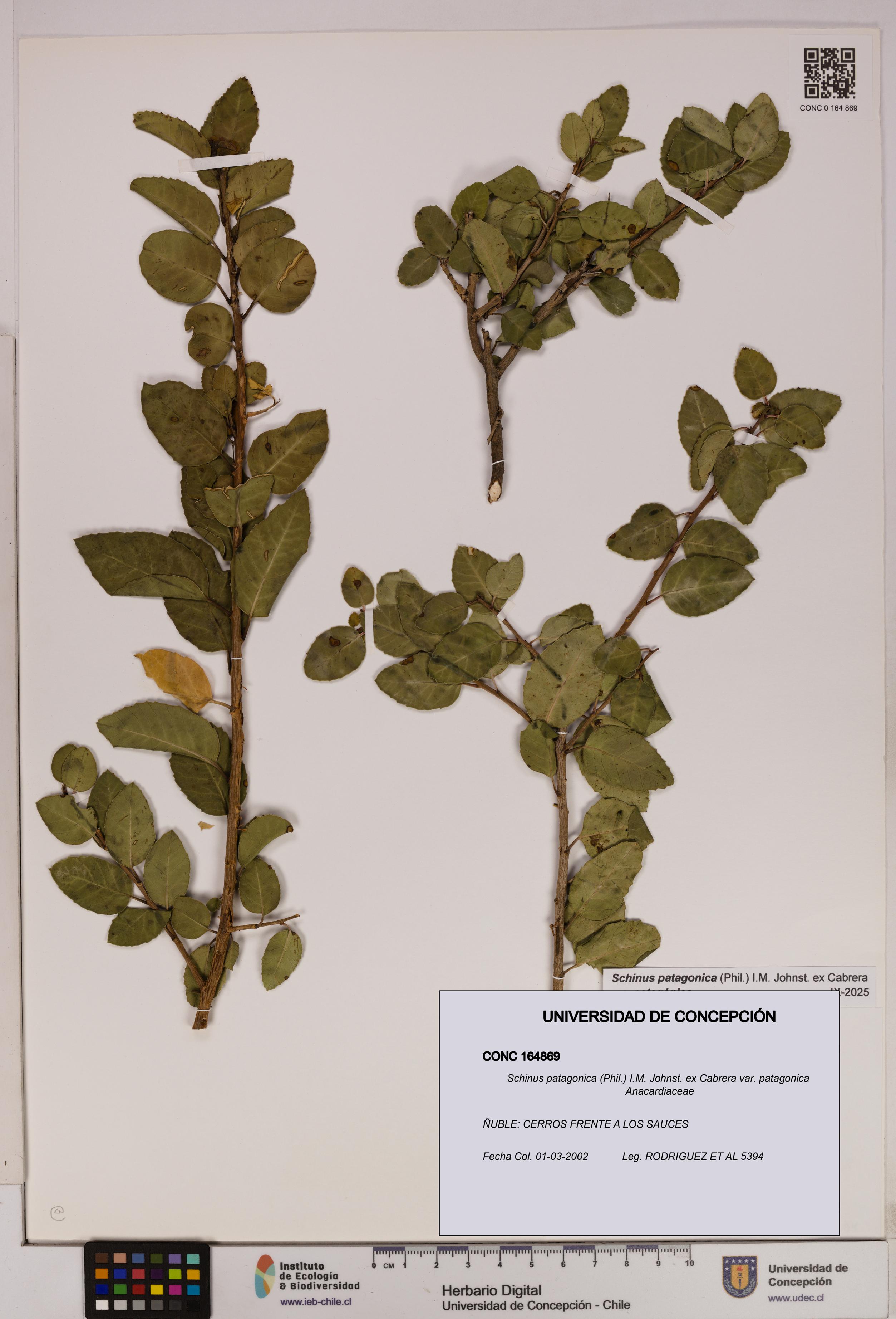 Schinus patagonica [Espécimen: UDEC:CONC:0164869]