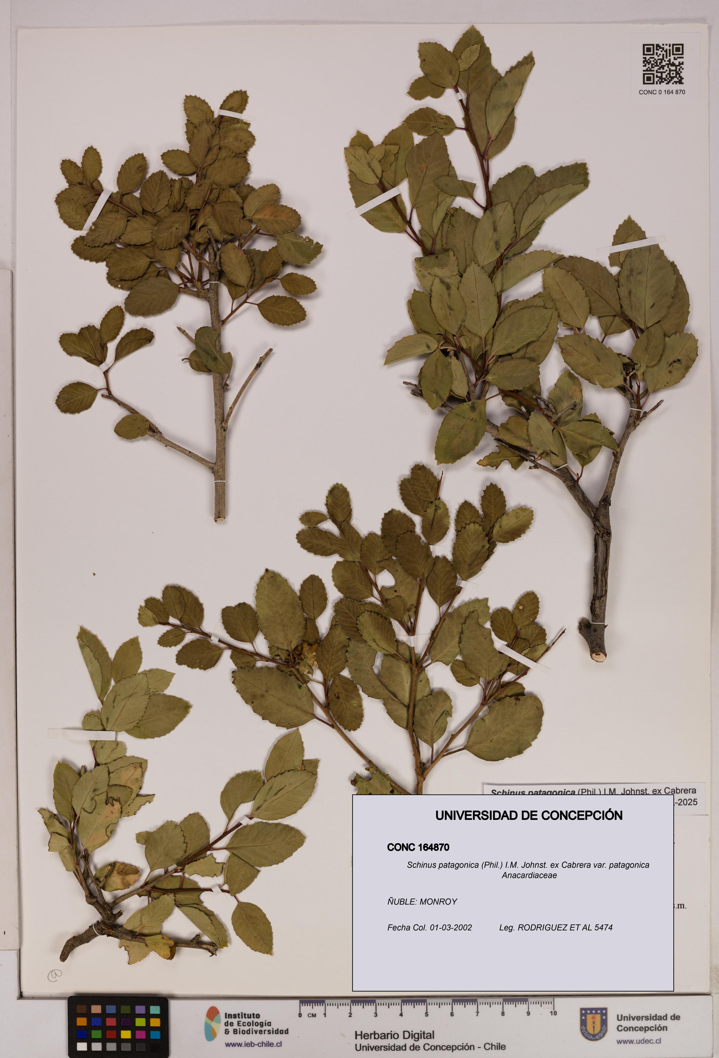 Schinus patagonica [Espécimen: UDEC:CONC:0164870]