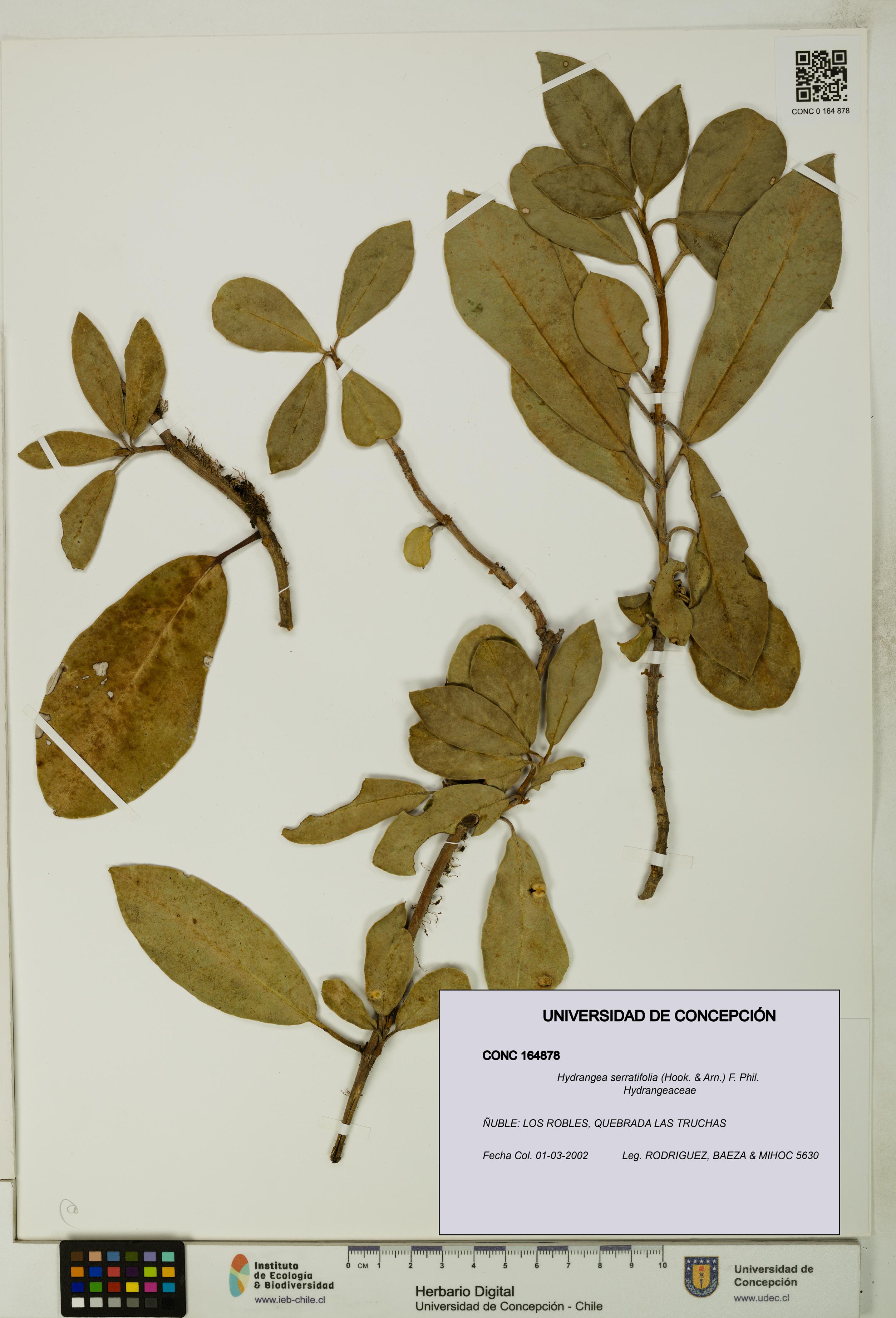 Hydrangea serratifolia [Espécimen: UDEC:CONC:0164878]