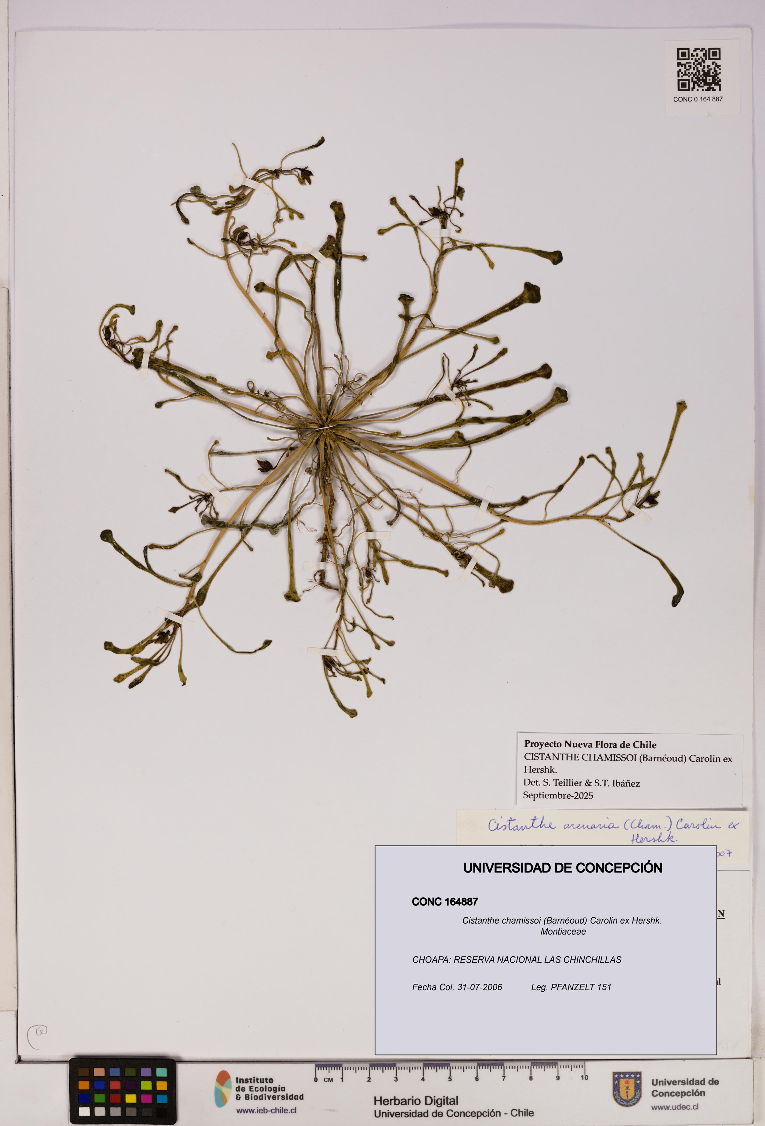Cistanthe chamissoi [Espécimen: UDEC:CONC:0164887]