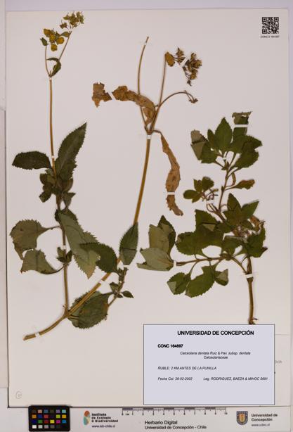 Calceolaria dentata subsp. dentata [Espécimen: UDEC:CONC:0164897]